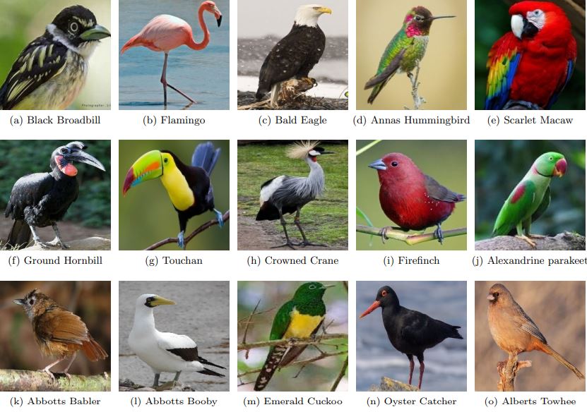 Bird species identification project